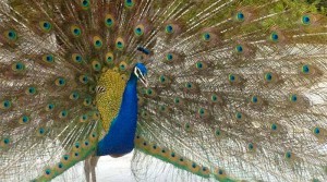 Vieren kun je uitbreiden